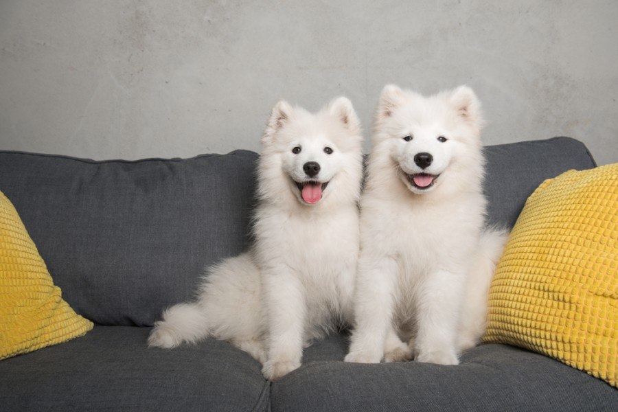 how much is a samoyed puppy usa