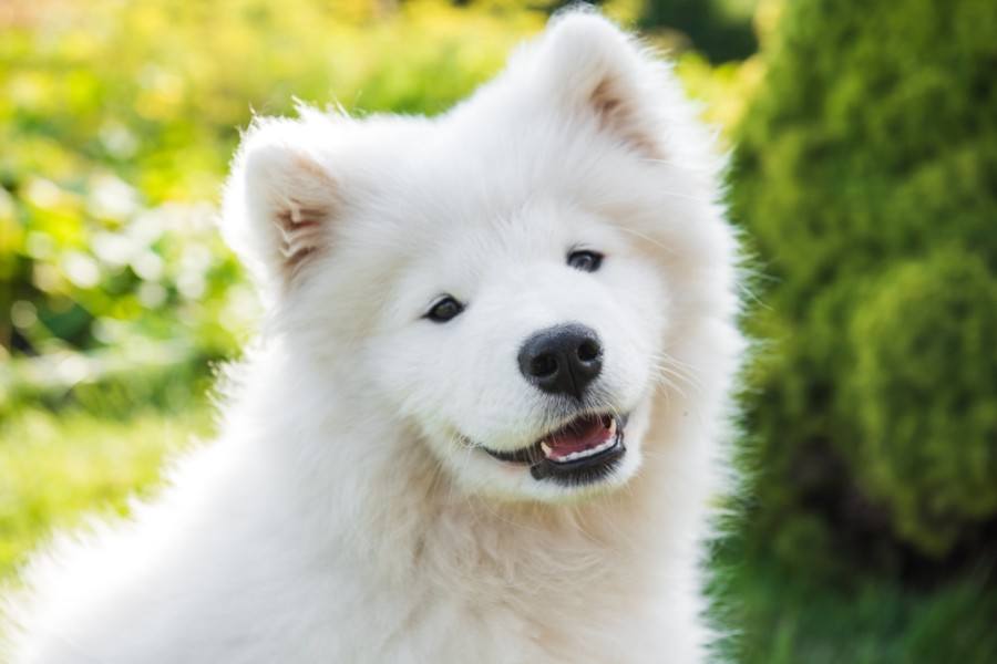 how much is a samoyed puppy usa