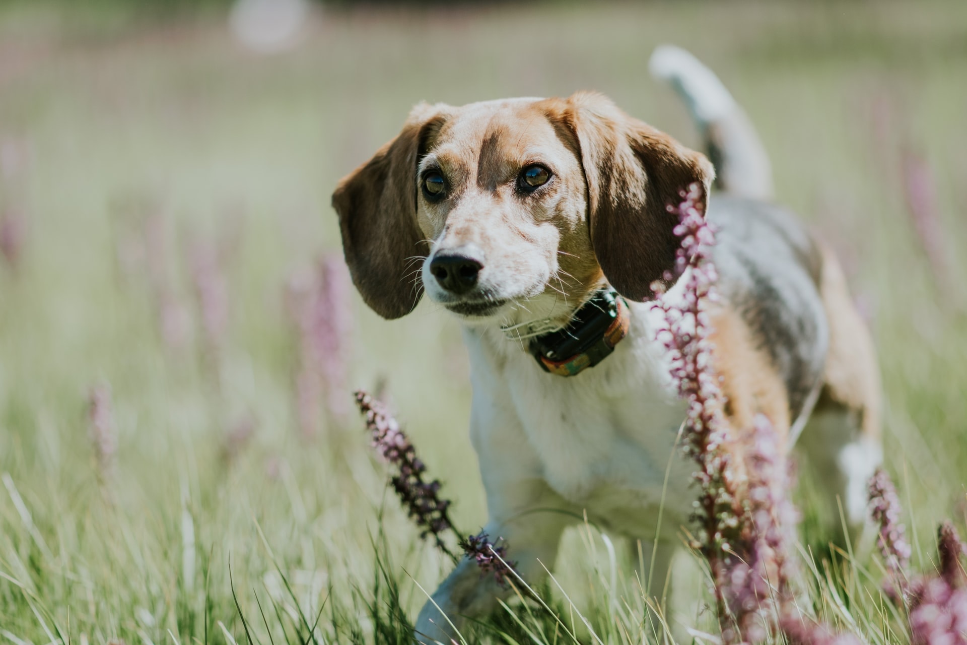 beagle on the grassfield