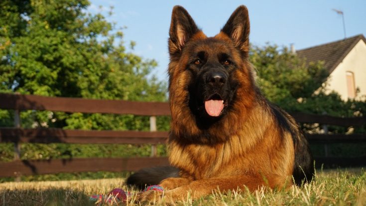 European Show Line German Shepherds