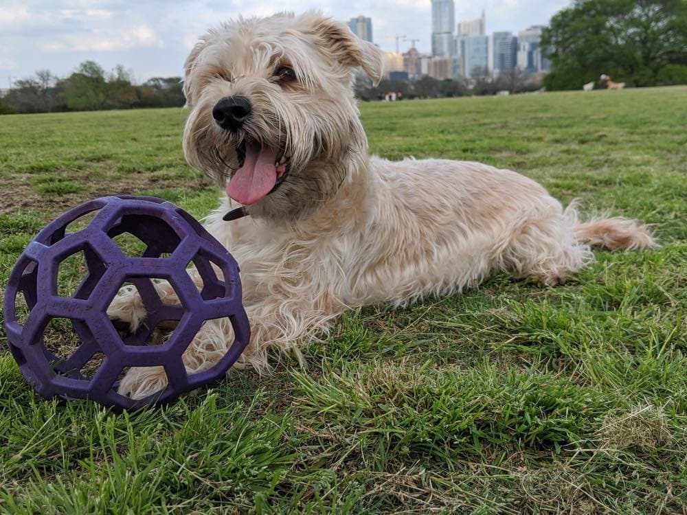 schnau-tzu outside with ball