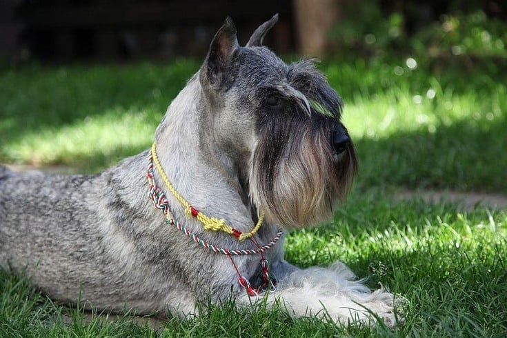 Top 10 Dog Breeds With Beards & Mustaches (With Pictures) | Hepper