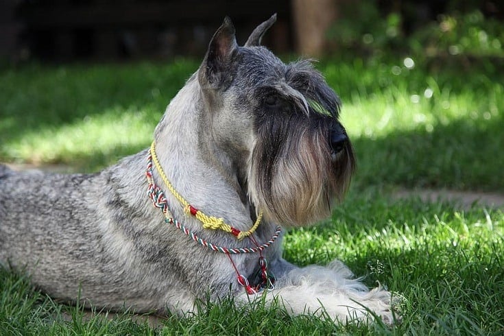 schnauzer long beard