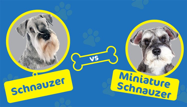 Standard Vs Miniature Schnauzer What Are The Differences Hepper