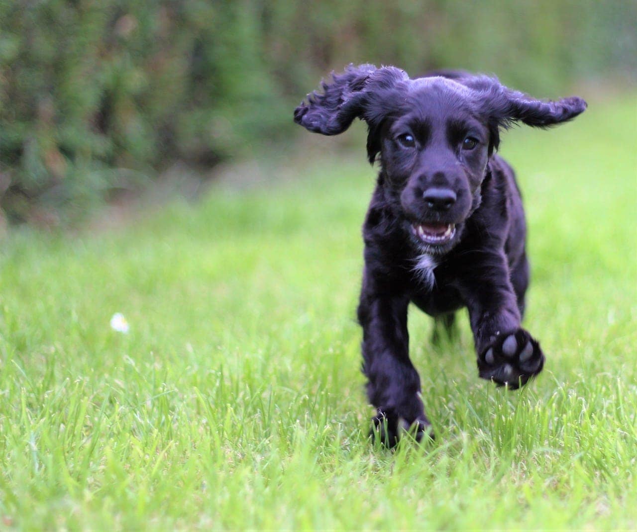 scolden terrier - golden retriever scottish terrier mix puppy