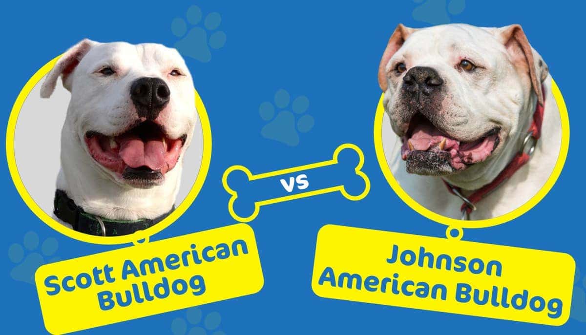 scott american bulldog vs johnson american bulldog