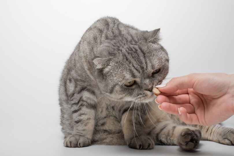 scottish cat taking vitamins