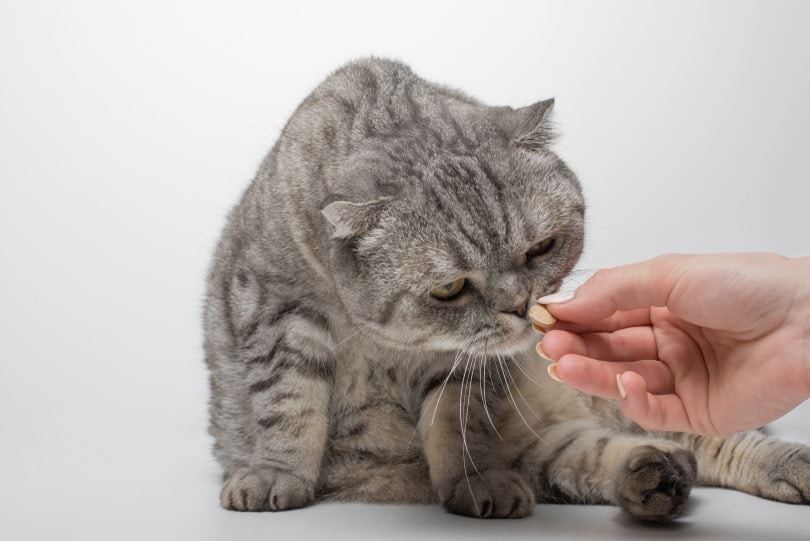 mèo scotland uống vitamin