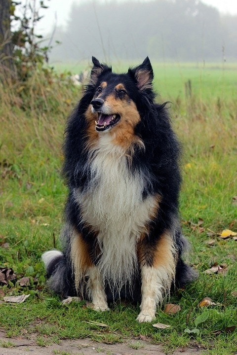 Lassie” star talks of life with and without the dog