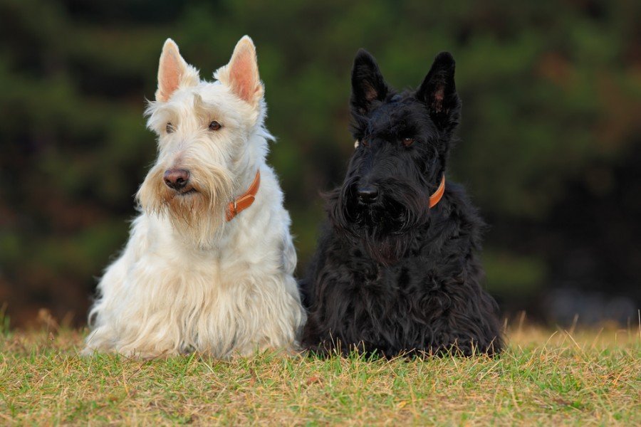 scottish terrier