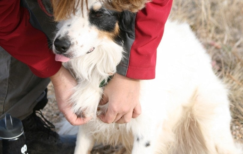 searching burrs from dog's coat