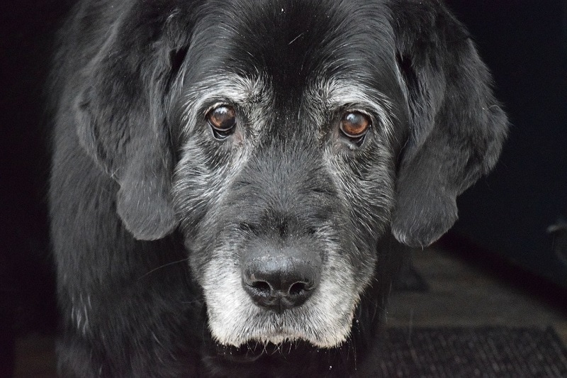senior black lab