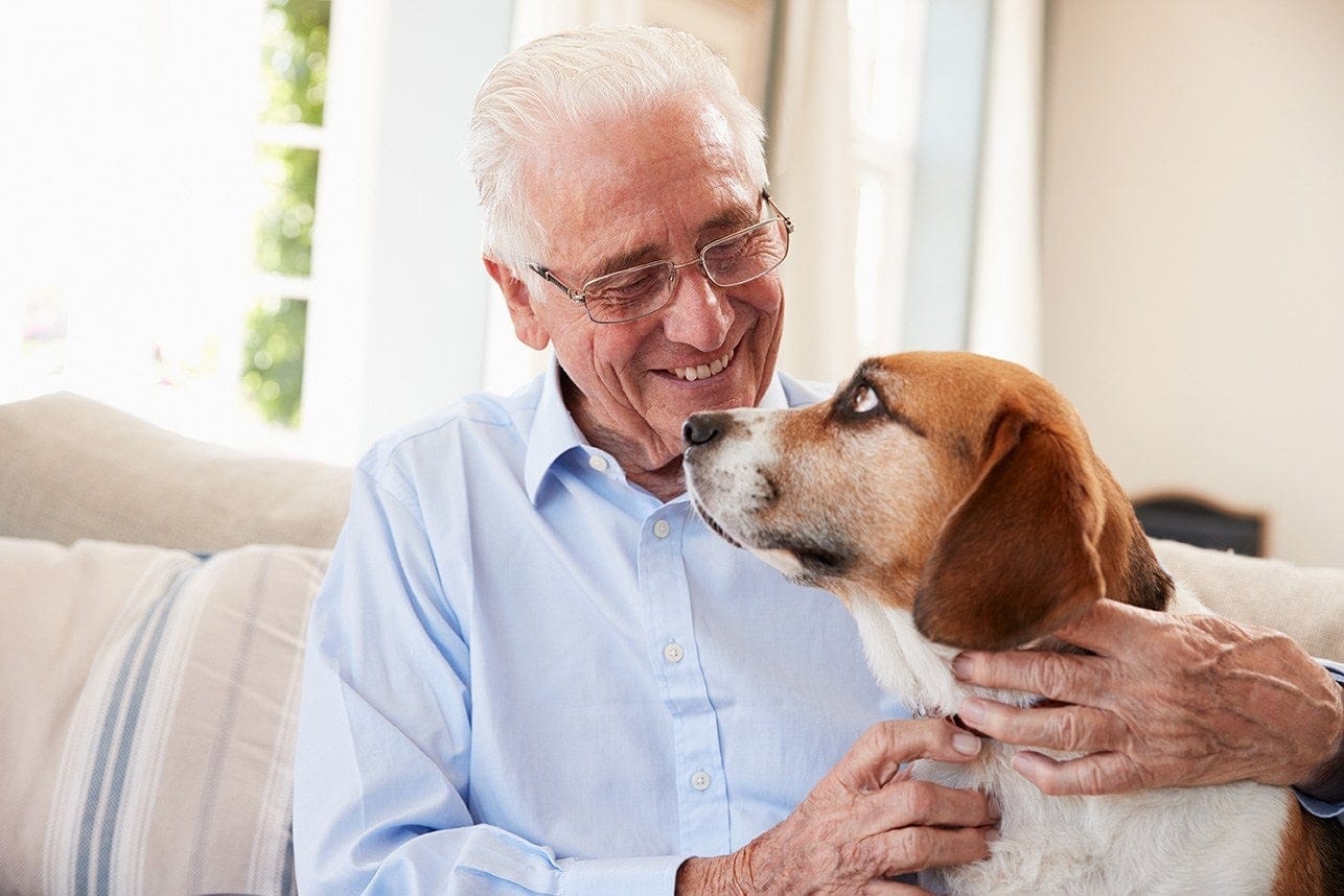 senior man sitting beside a beagle