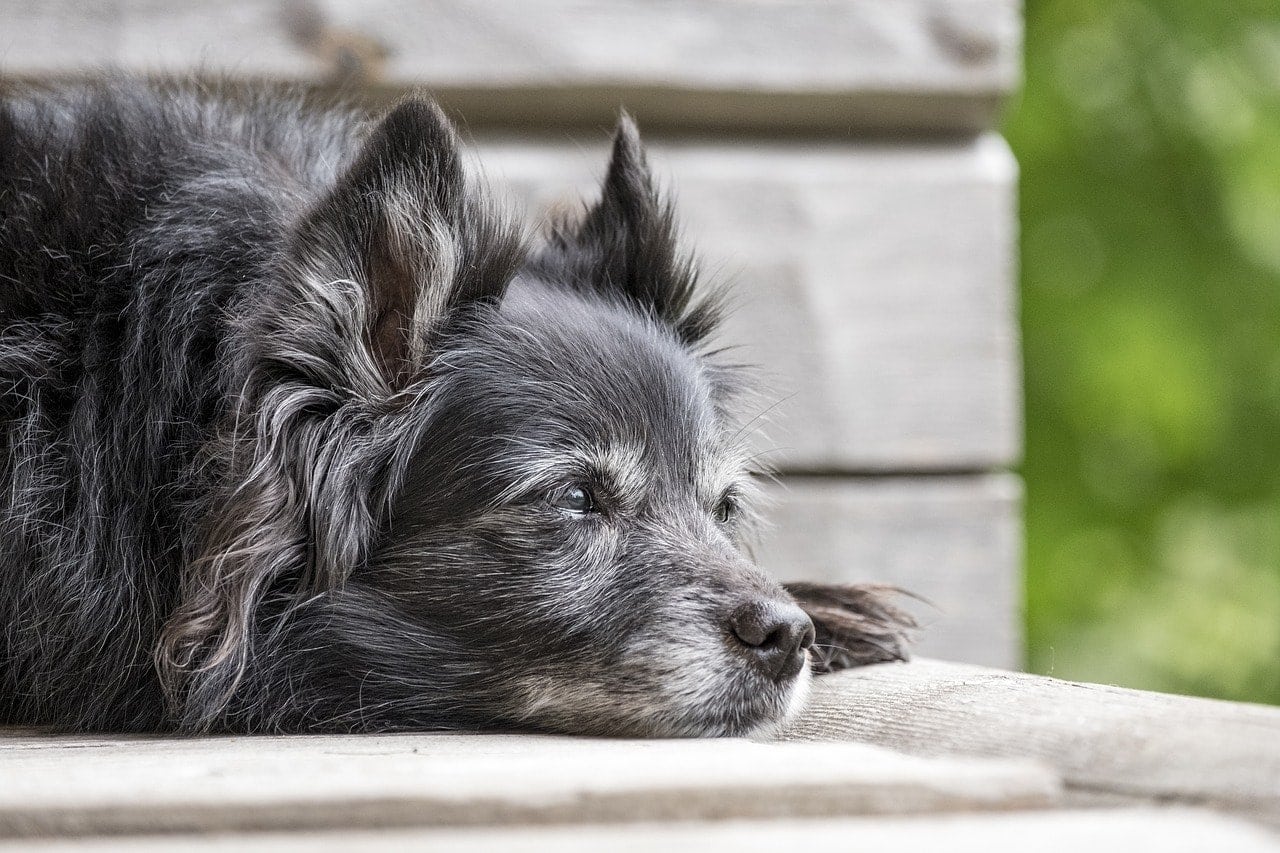 senior terrier dog