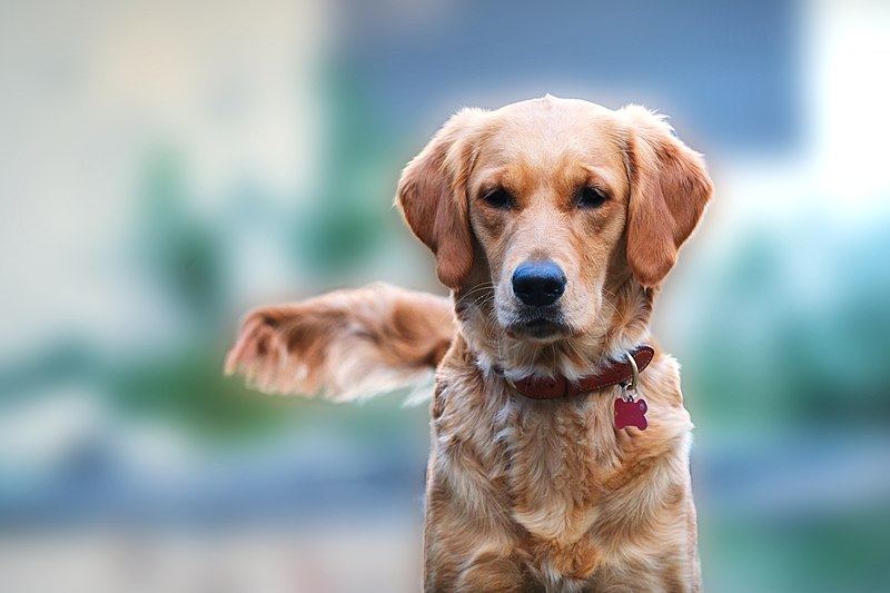 Block head golden retriever