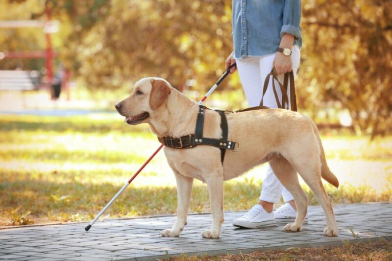 A golden retriever service dog with a blind woman walking