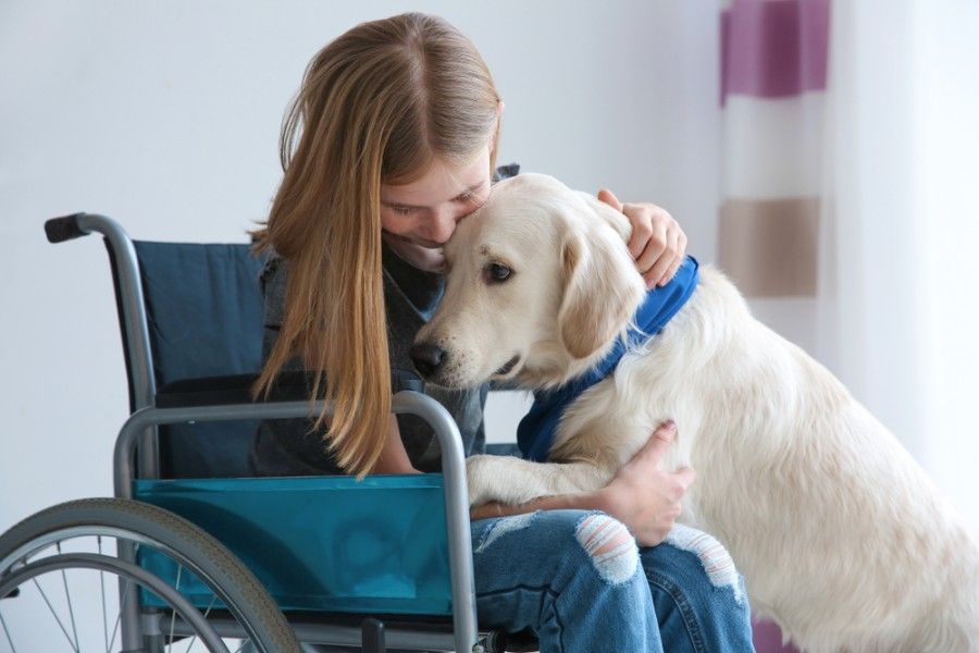 A white service dog with a woman in wheelchair