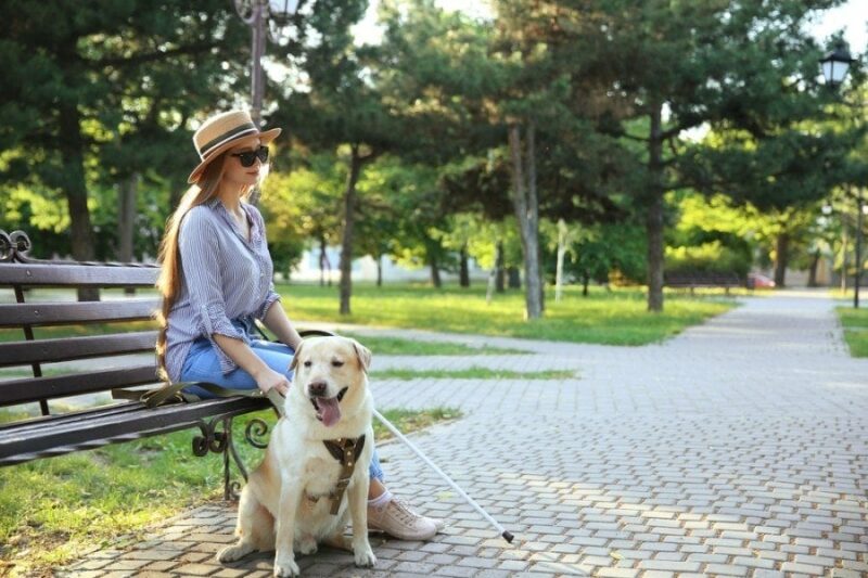 A service dog with a blind lady in the park bench