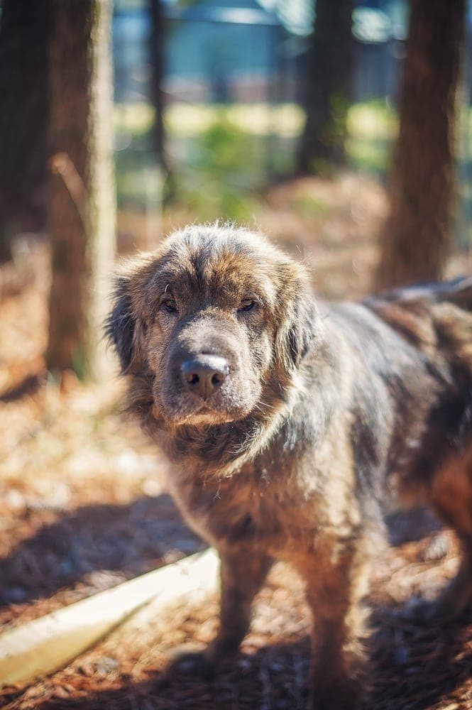 shar pei shih tzu mix