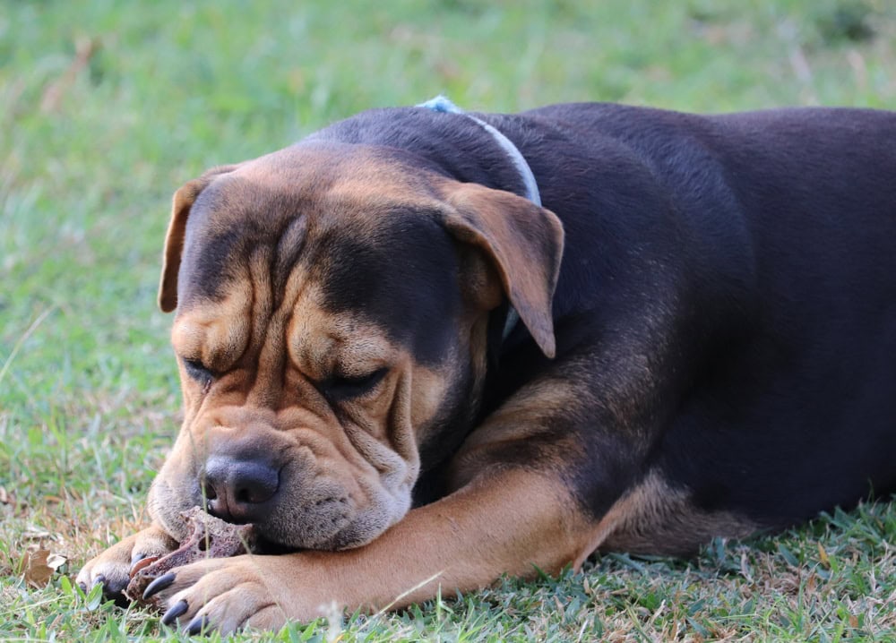 Sharp Eagle (Chinese Shar Pei & Beagle Mix): Info, Pictures, Facts