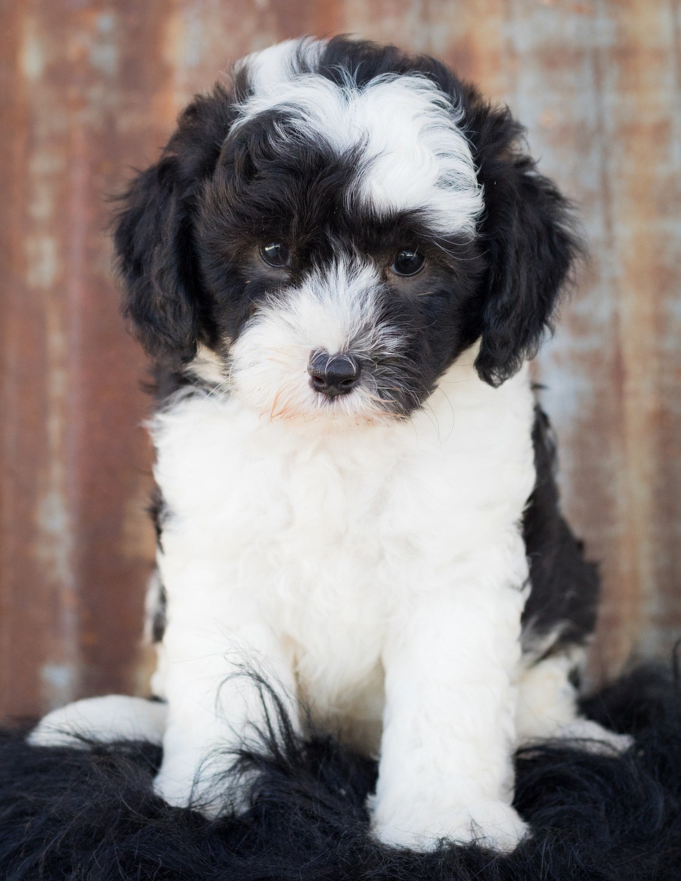 Is A Sheepadoodle A Good Dog