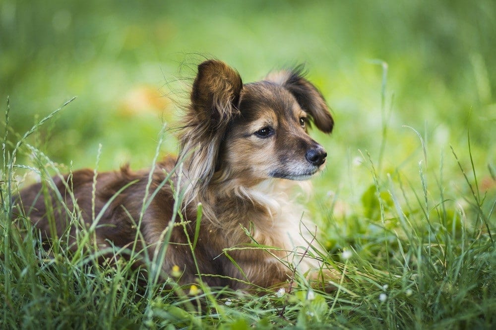 Sheltie Pin (Shetland Sheepdog & Miniature Pinscher Mix) Info & Pictures |  Hepper