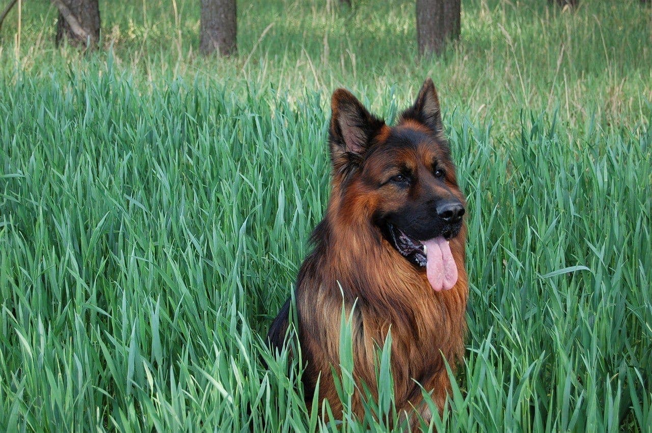 german shepherd