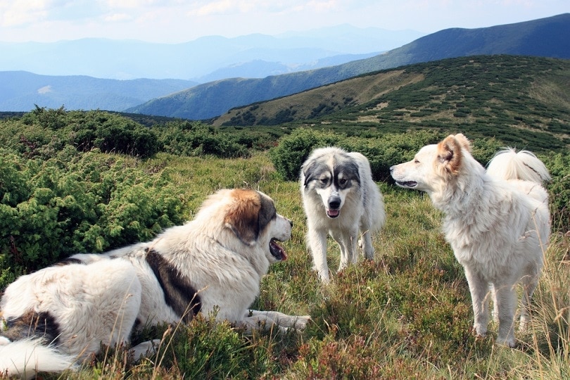 shepherds of sheep in the Ukrainian Carpathians_maximus19_shutterstock