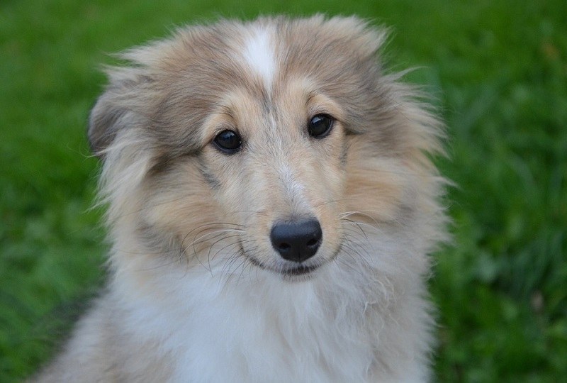 shetland sheepdog