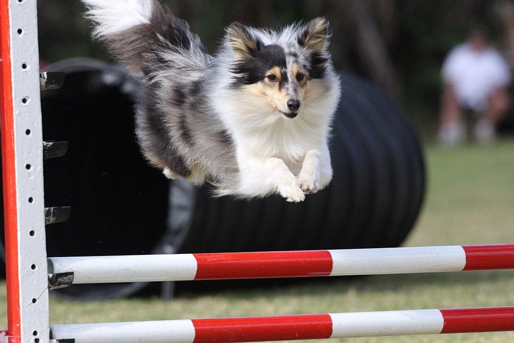 Shetland sheepdog jump