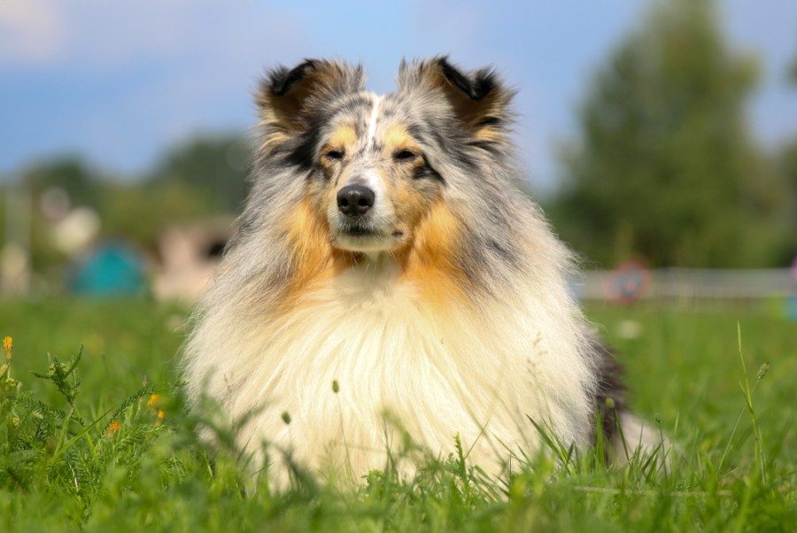 shetland sheepdog