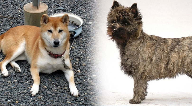 shiba cairn terrier