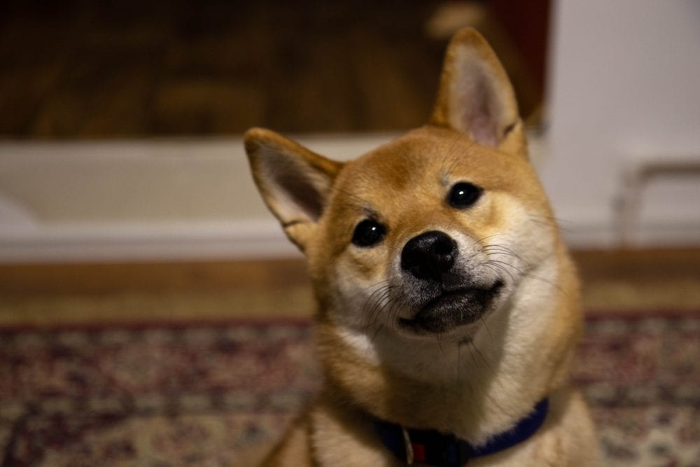 Shiba inu hot sale cross corgi