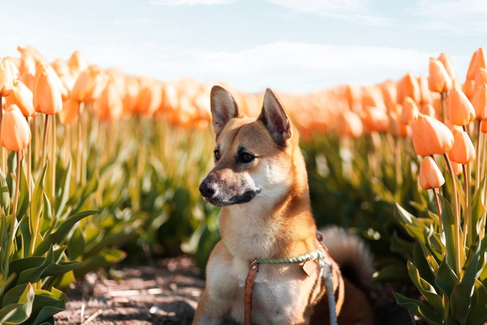 shiba corgi outside