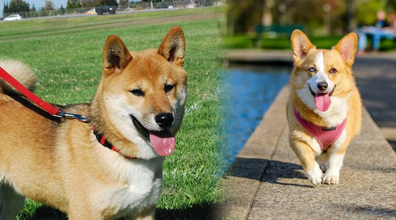 shiba corgi
