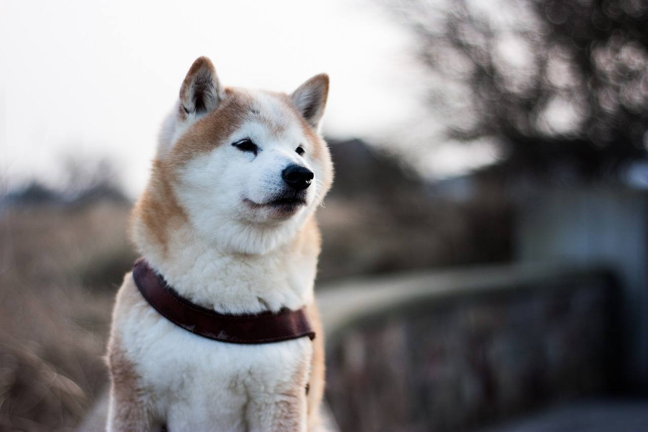 shiba inu outside japan