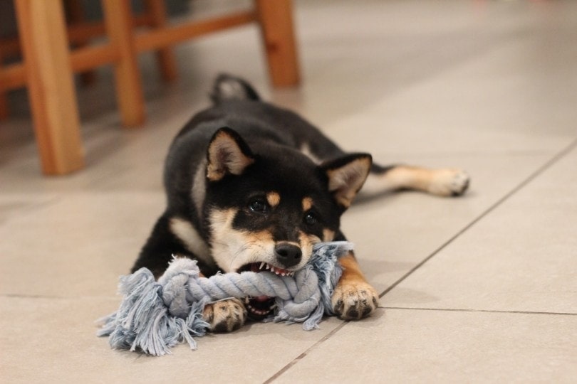 shiba inu playing a rope toy
