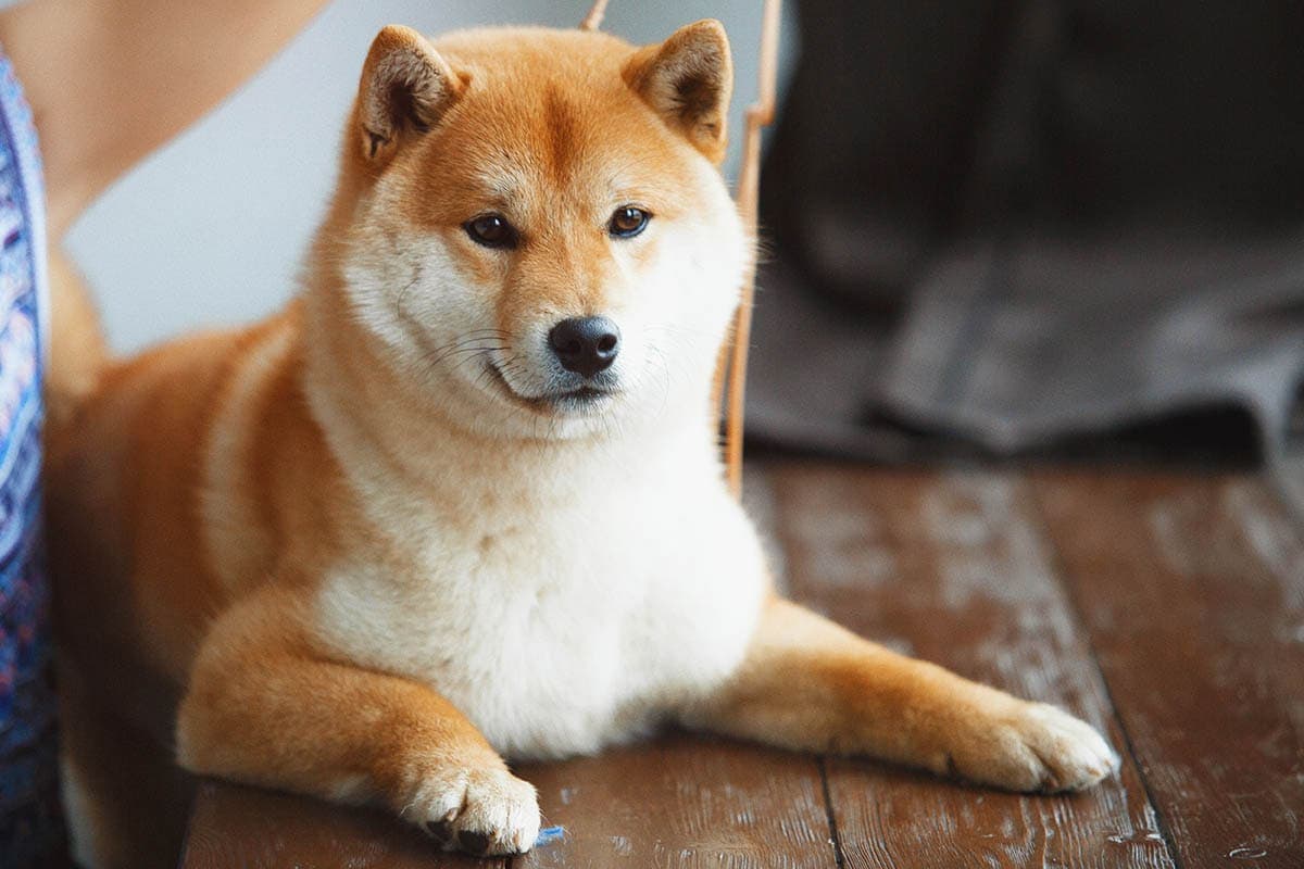 what is the most popular dog in japan