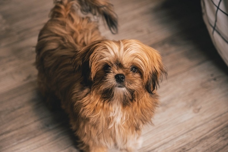 shih tzu