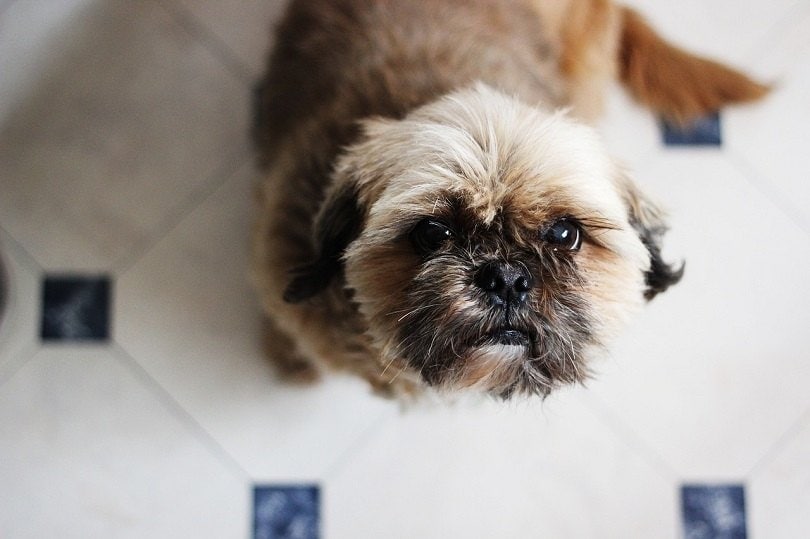 Auss-Tzu Dog Breed Info
