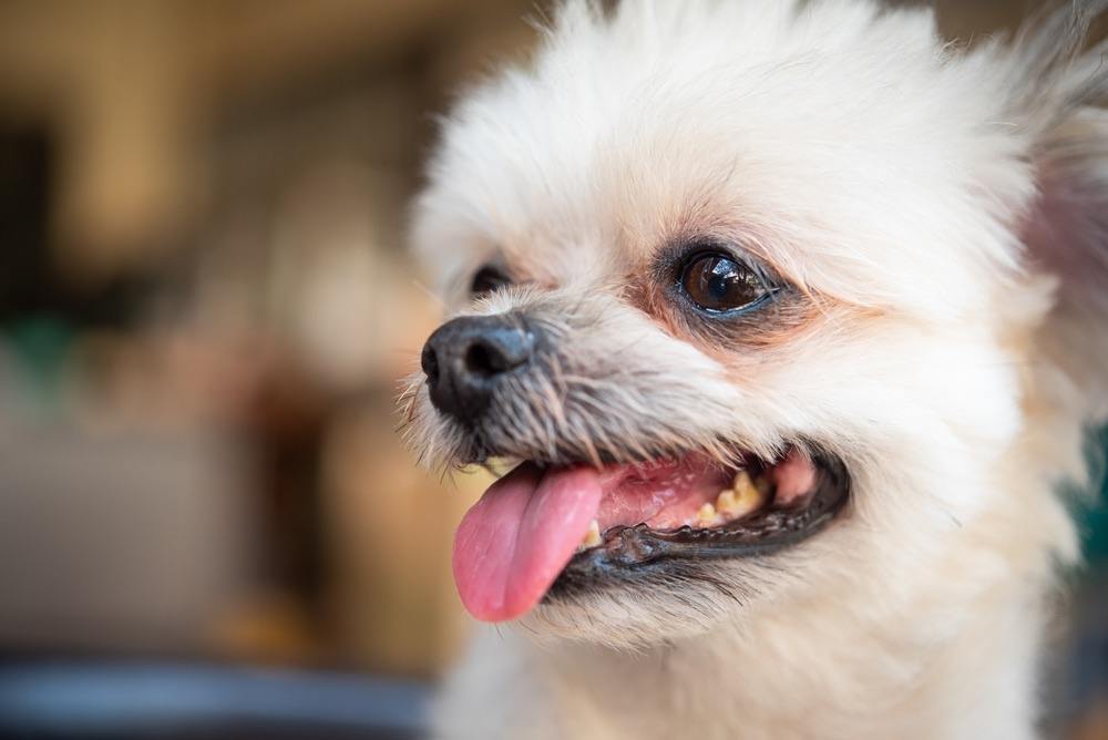 shih tzu pomeranian
