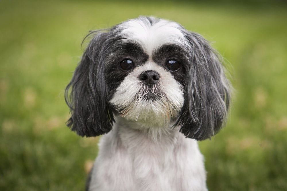 Shih tzu puppy dog eyes