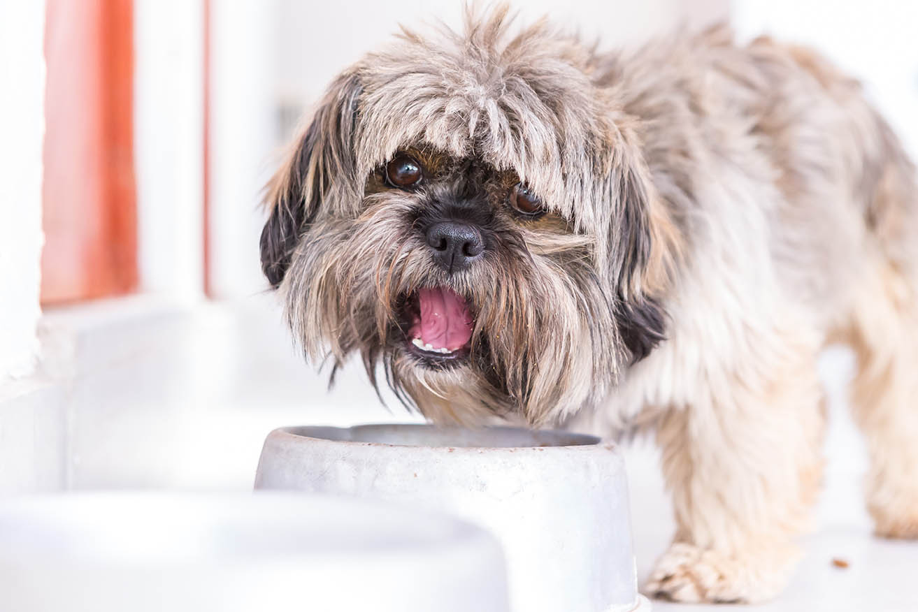 shih tzu puppy eating