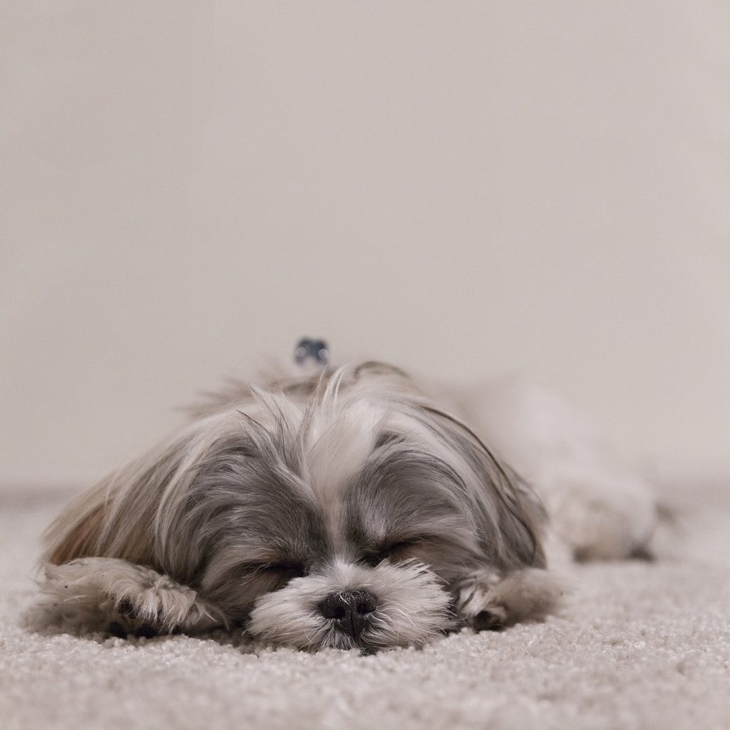 Why Is My Puppy Shaking While Sleeping