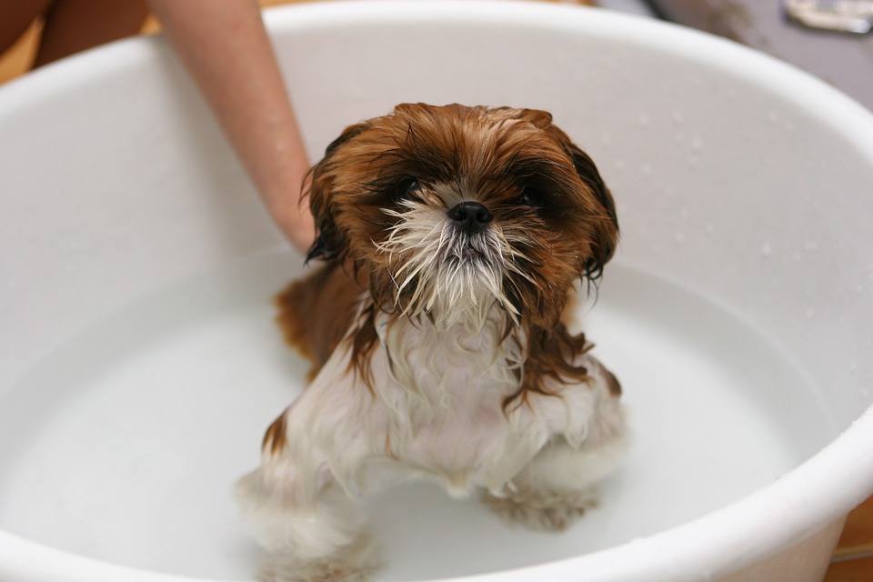 shih tzu taking a bath