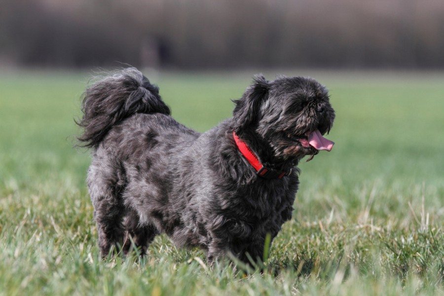 Shih tzu prices new arrivals