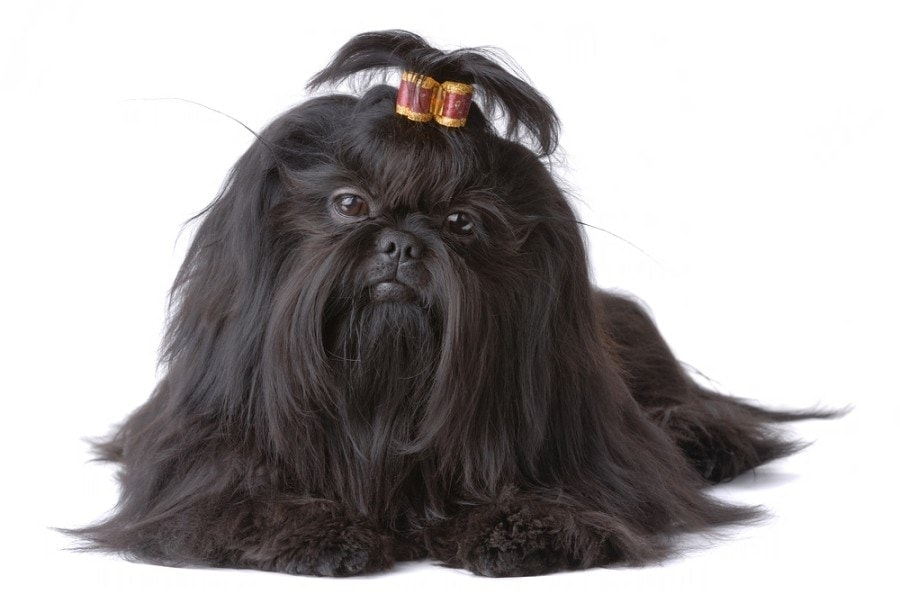 black shih tzu