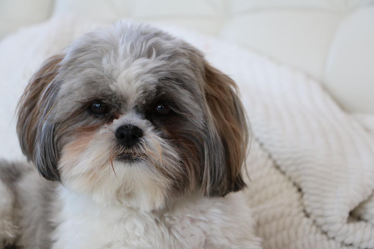 a shih tzu