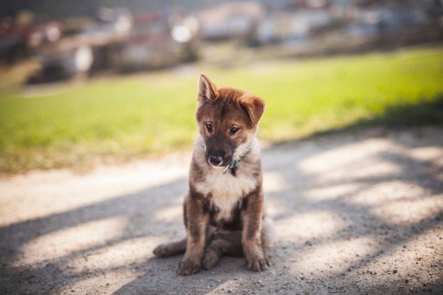 what is the shikoku dog