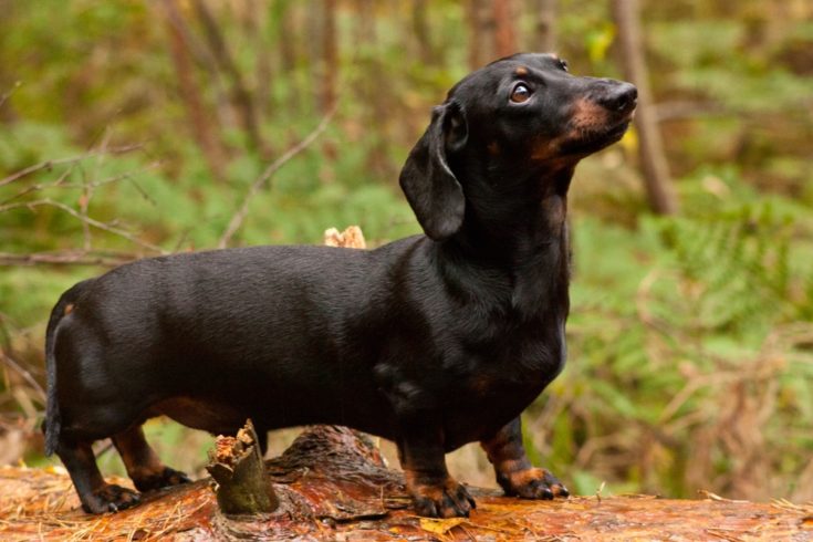 Woman and Dachshund Dog 